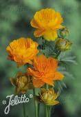 Trollius chinensis 'Golden Queen'